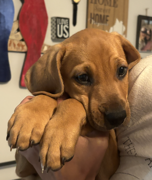 Photo 4 of SAVANNAH'S LITTER: JAKE PERALTA