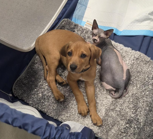 Photo 5 of SAVANNAH'S LITTER: JAKE PERALTA