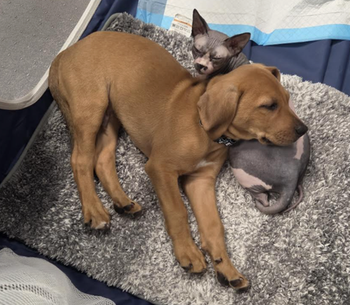 Photo 6 of SAVANNAH'S LITTER: JAKE PERALTA