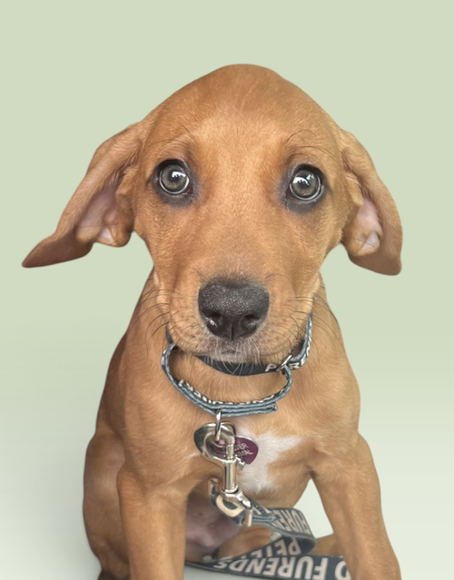 SAVANNAH'S LITTER: JAKE PERALTA, a dog for adoption from Petey and Furends