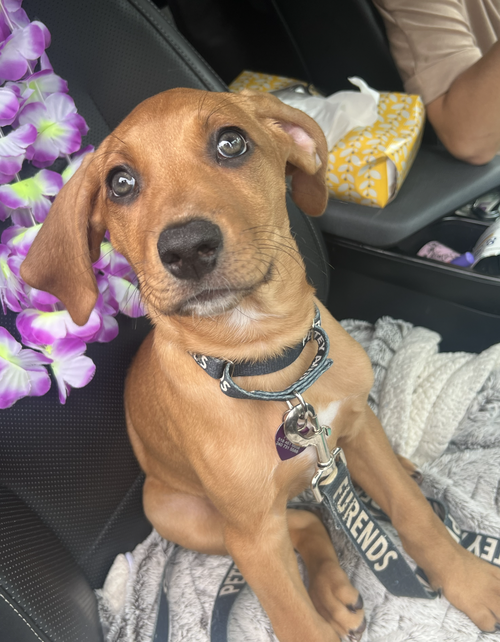 Photo 2 of SAVANNAH'S LITTER: JAKE PERALTA