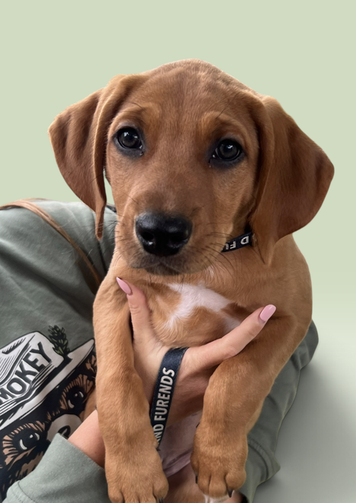 SAVANNAH'S LITTER: ONTARIO, a dog for adoption from Petey and Furends