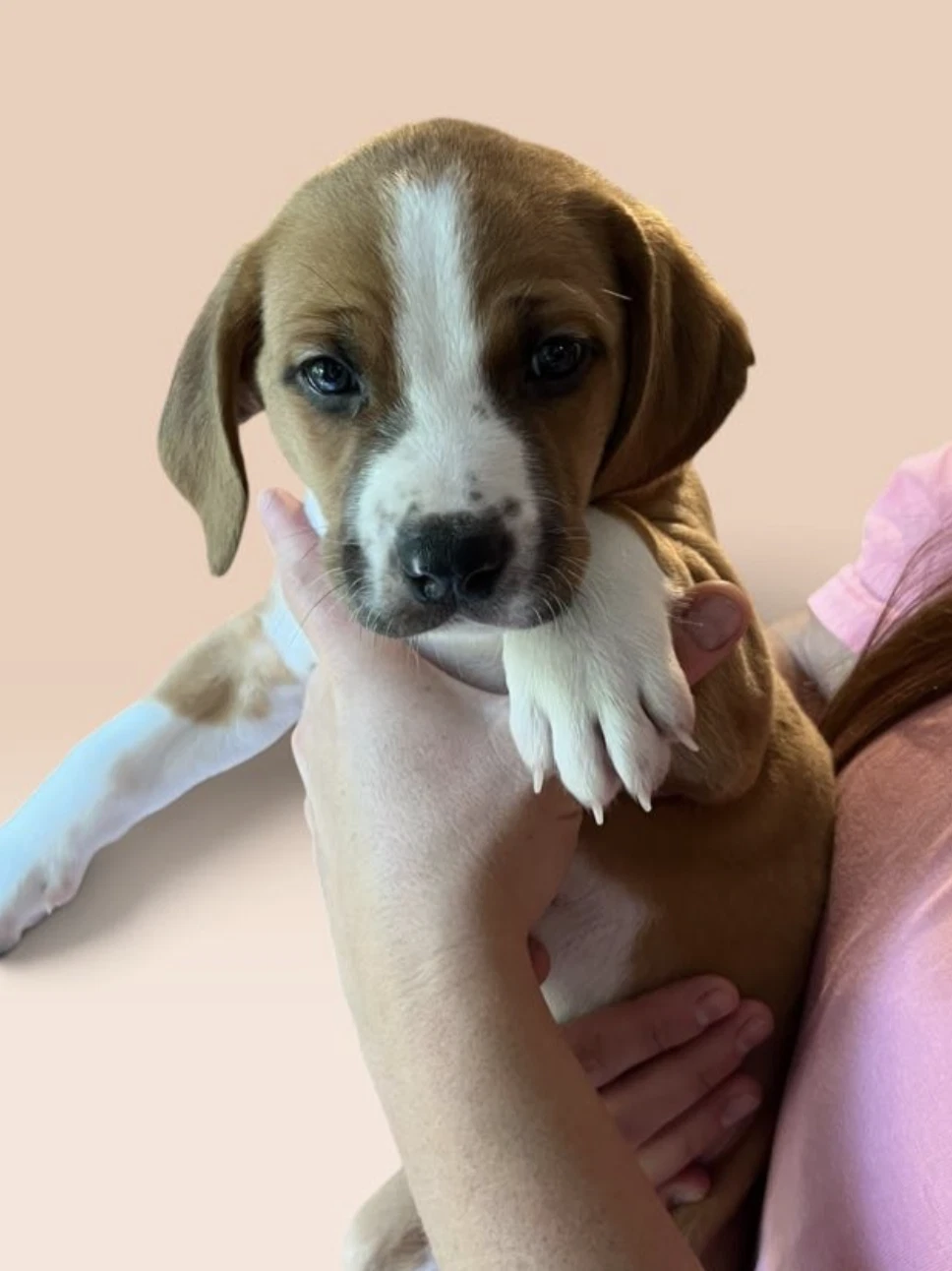 Savannah's Litter Teddy