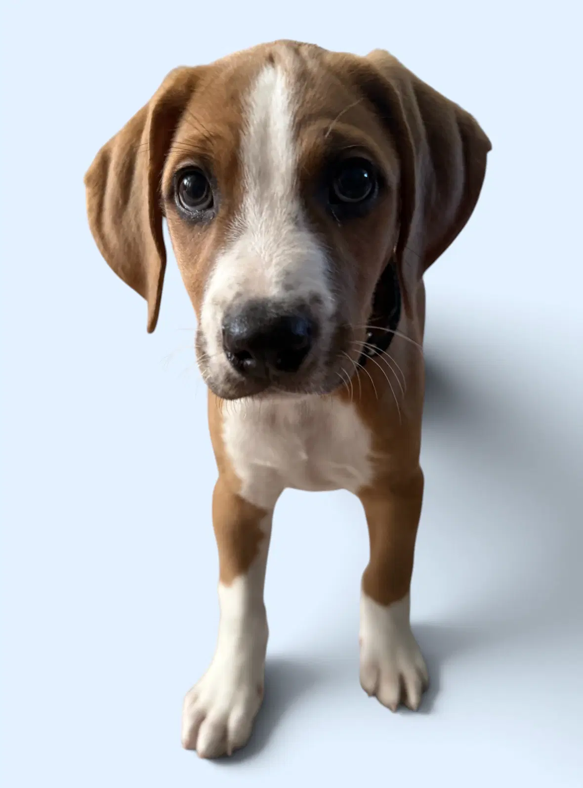 Savannah's Litter Teddy - Terrier