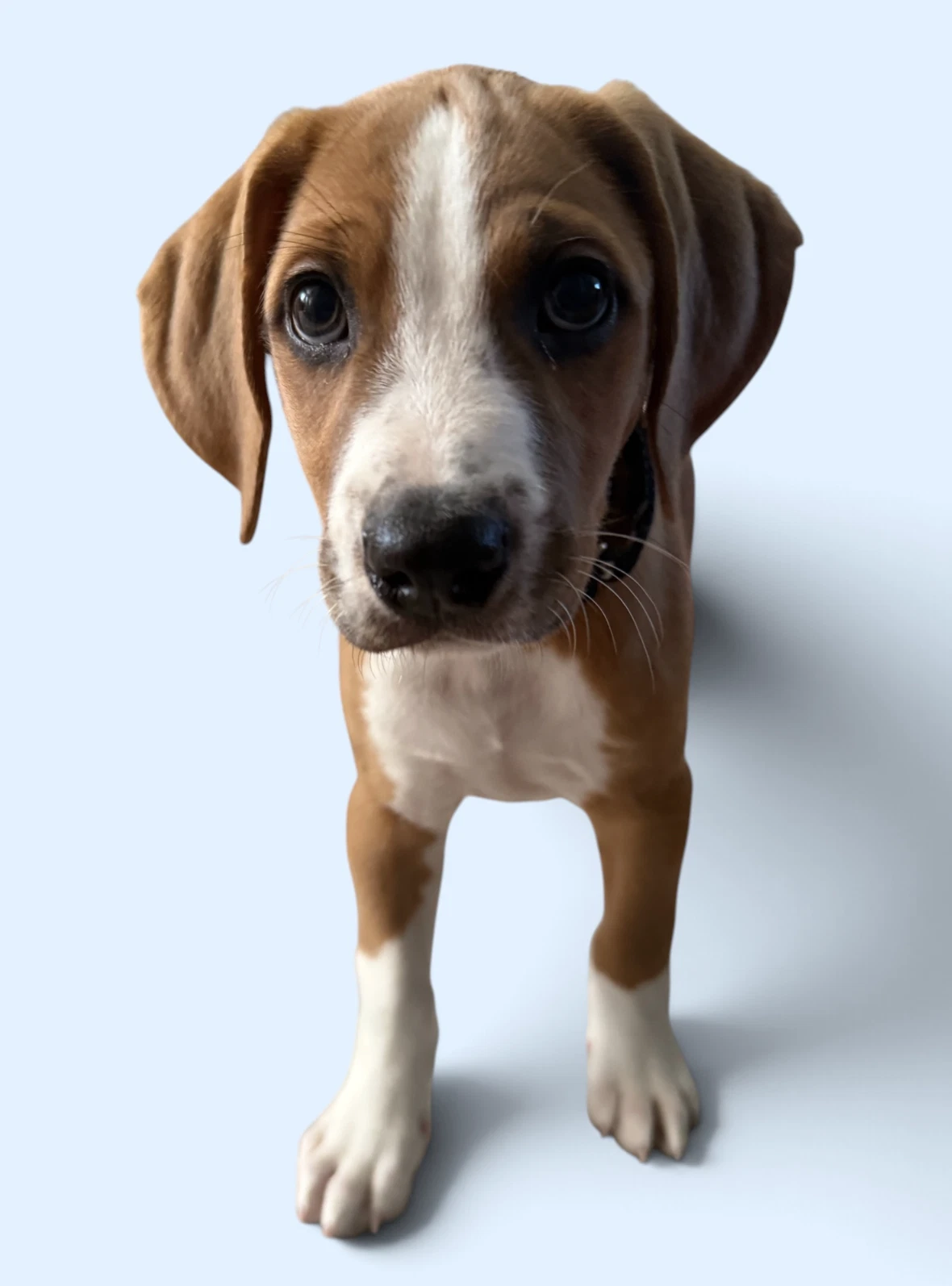 Savannah's Litter Teddy