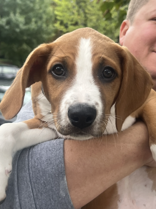 Photo 2 of SAVANNAH'S LITTER: TEDDY