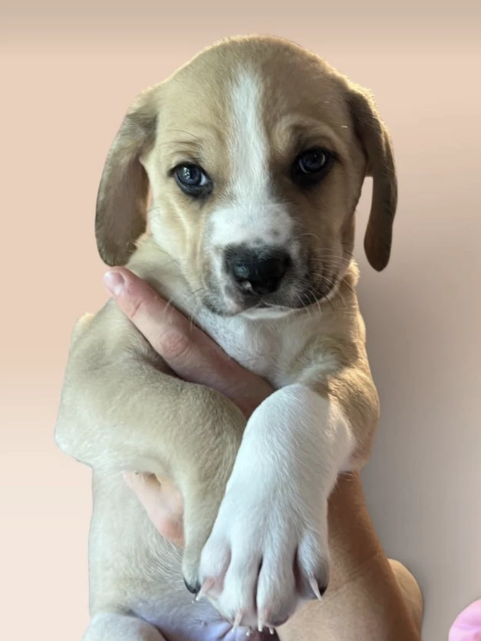 Savannah's Litter Oscar