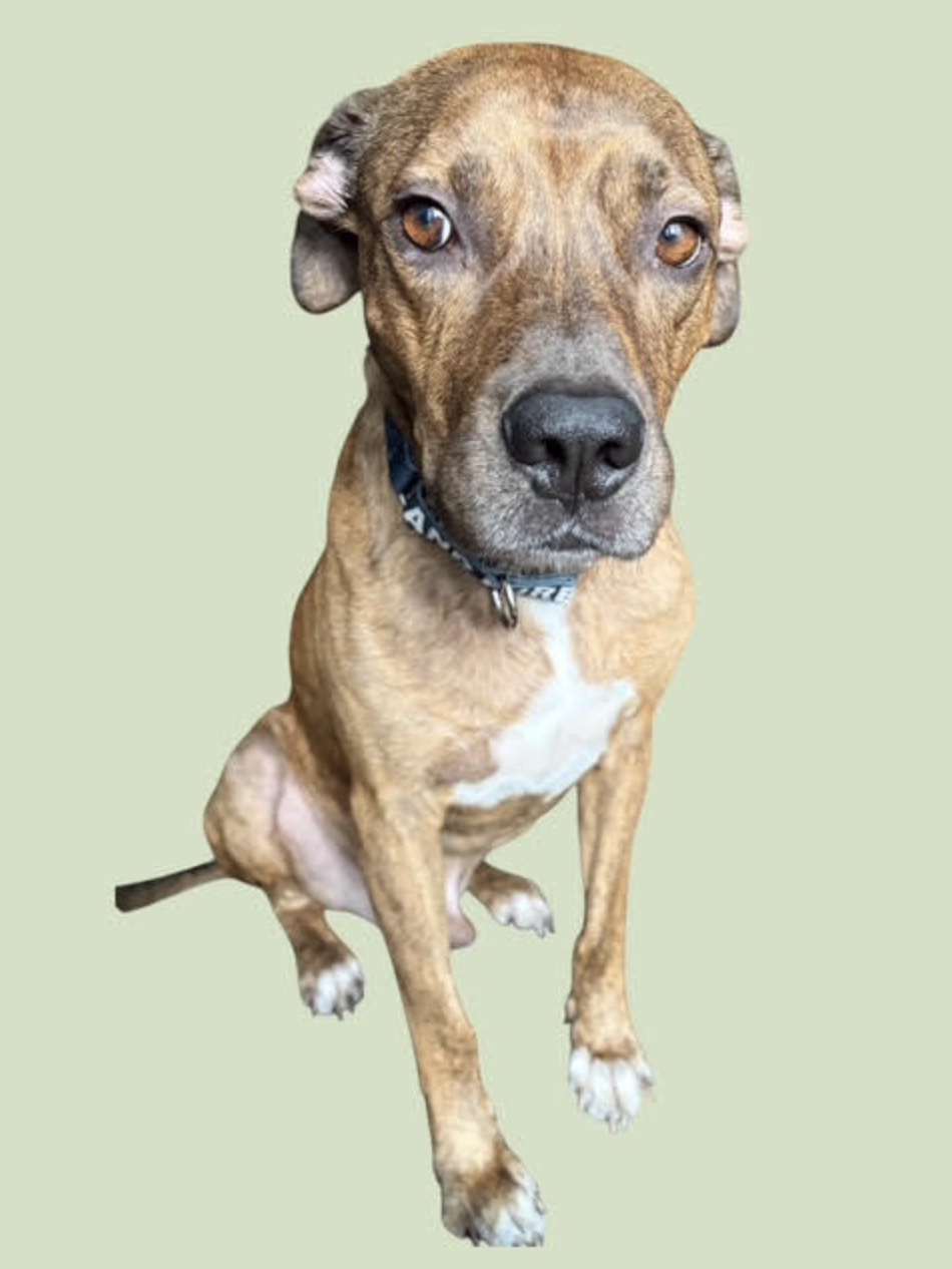 MILO, photo 2