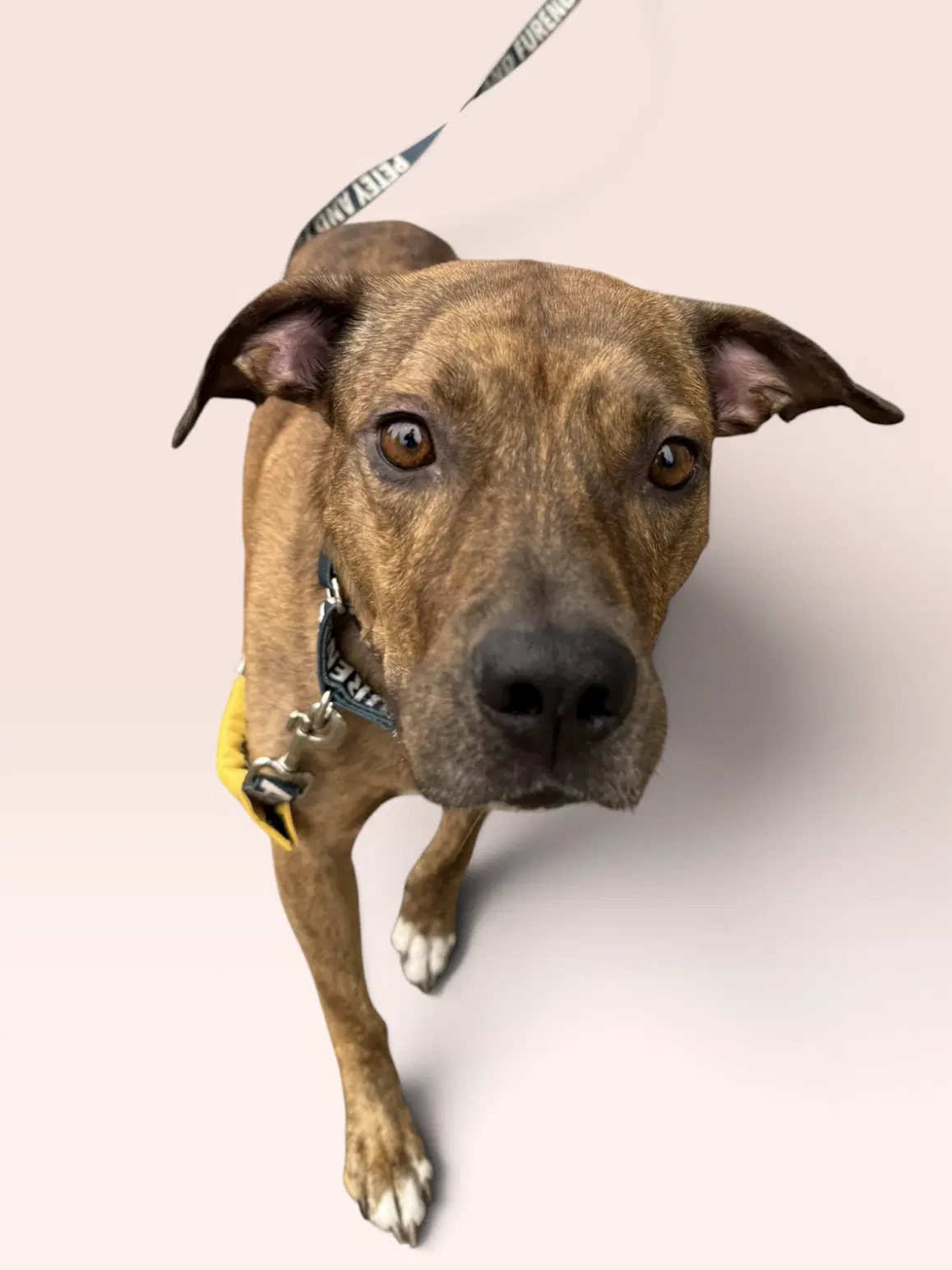 Milo - Terrier