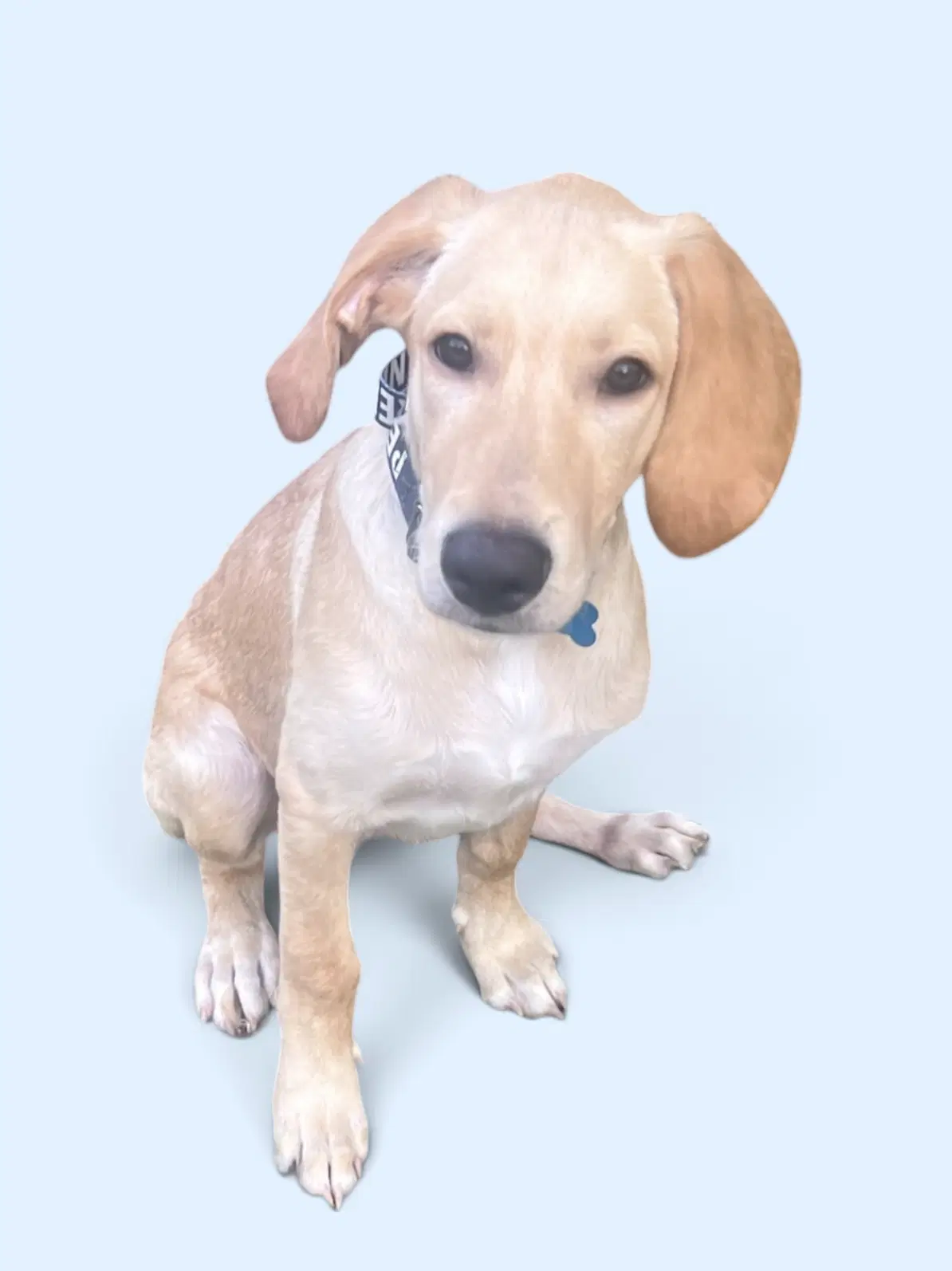 Tanner - Labrador Retriever
