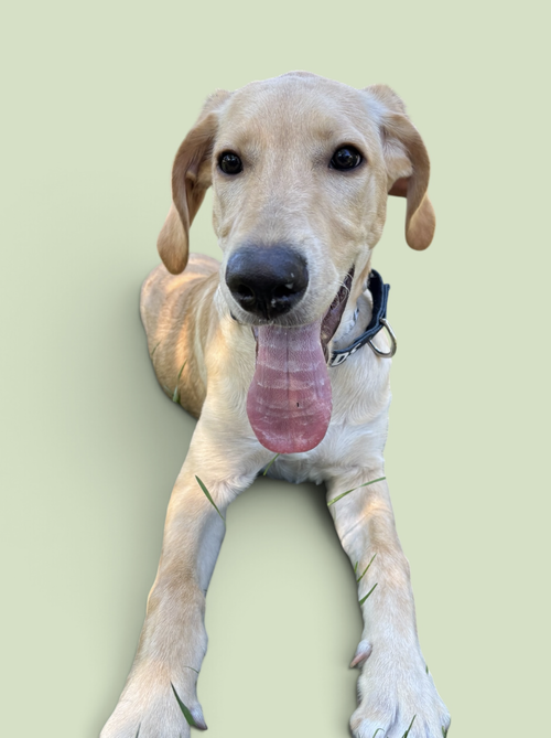 TANNER, a dog for adoption from Petey and Furends