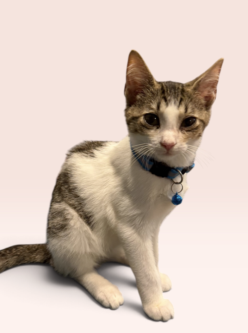 JAMESON, a cat for adoption from Petey and Furends