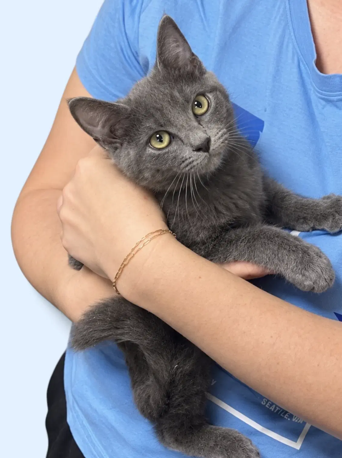 Fletcher - Domestic Short Hair