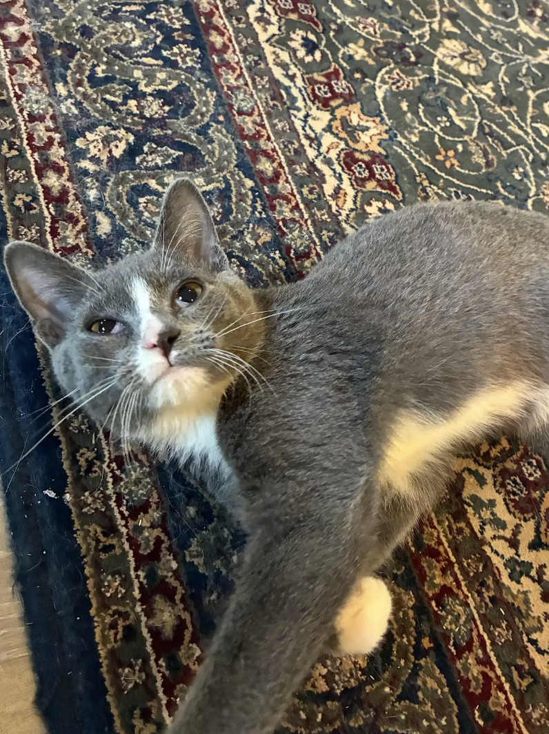 HANK, photo 4