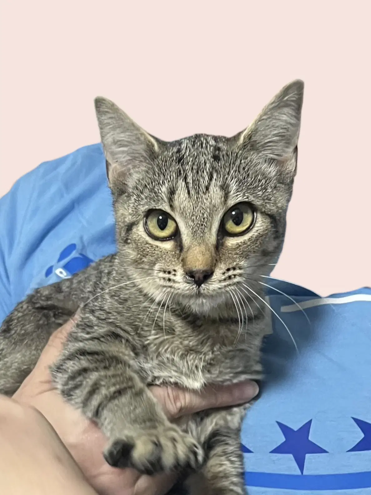 Lua - Domestic Short Hair