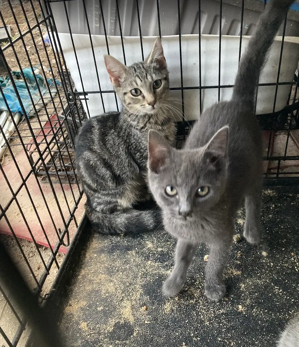 Olive - Domestic Short Hair