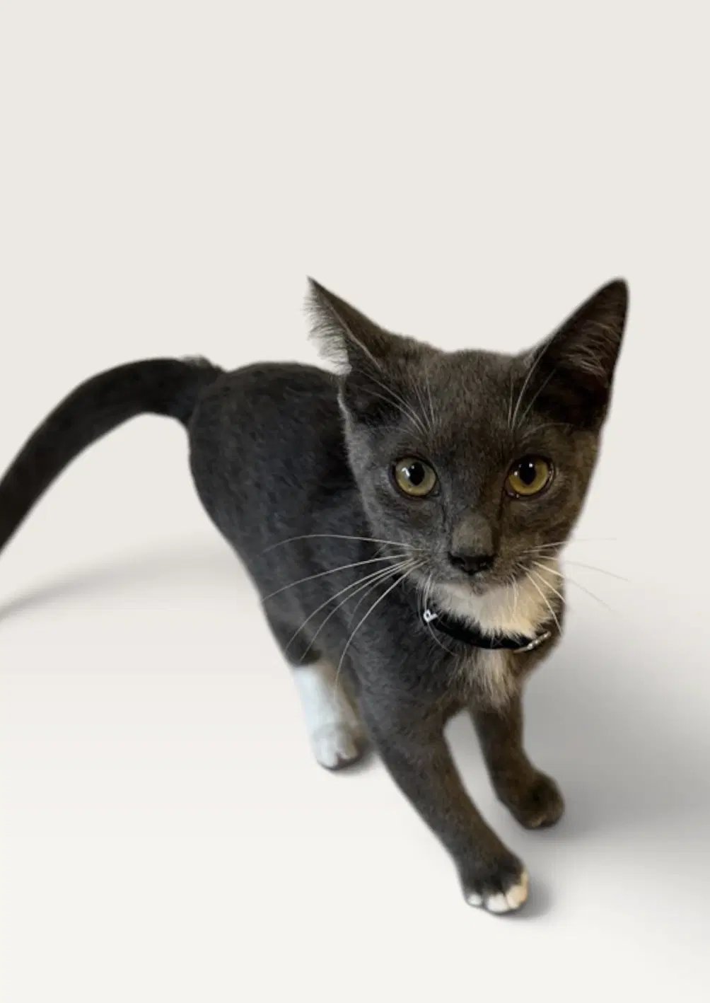 Olive - Domestic Short Hair