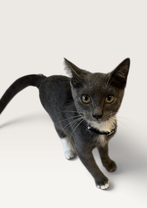 OLIVE, a cat for adoption from Petey and Furends