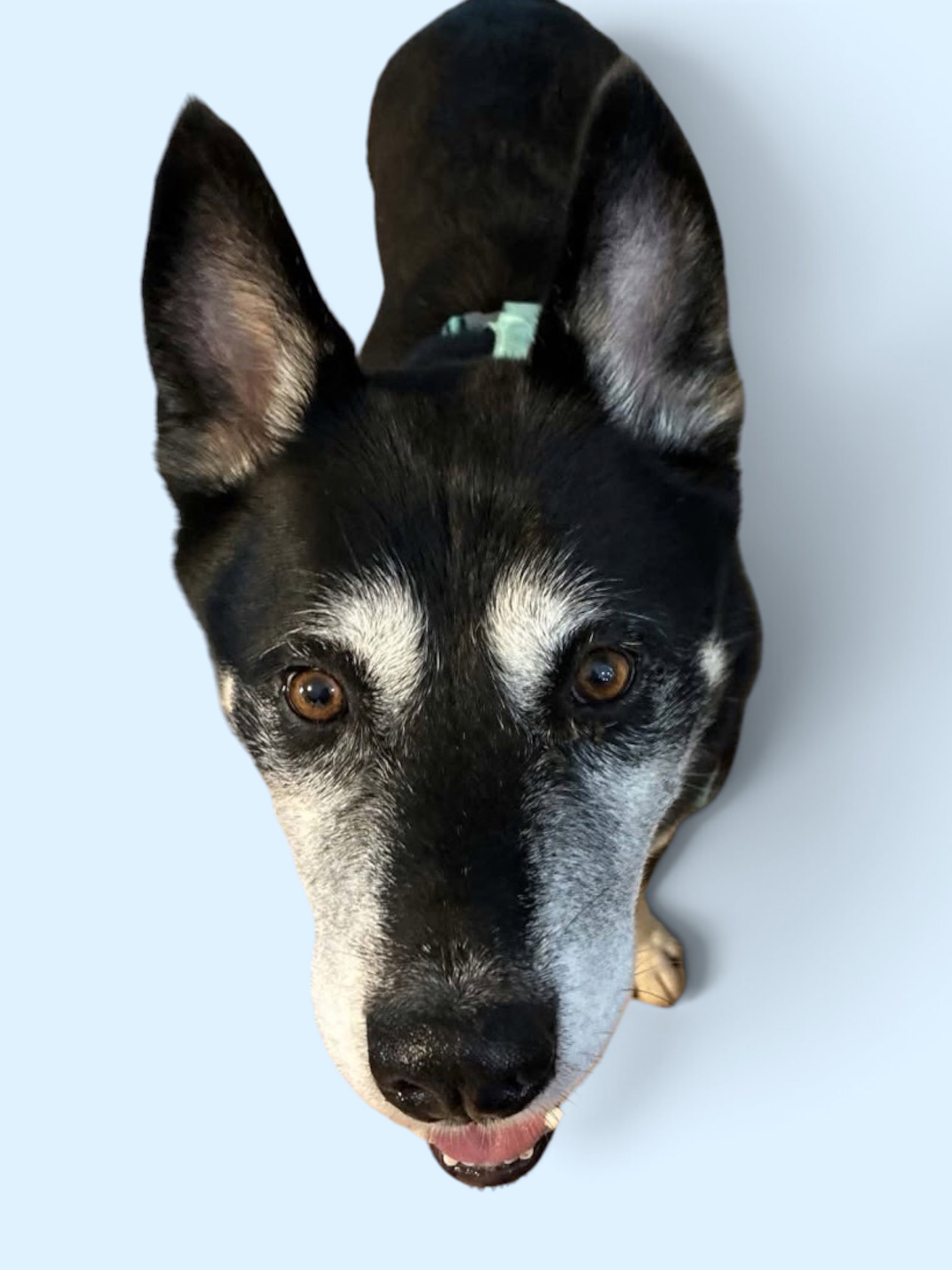 Josh, Husky