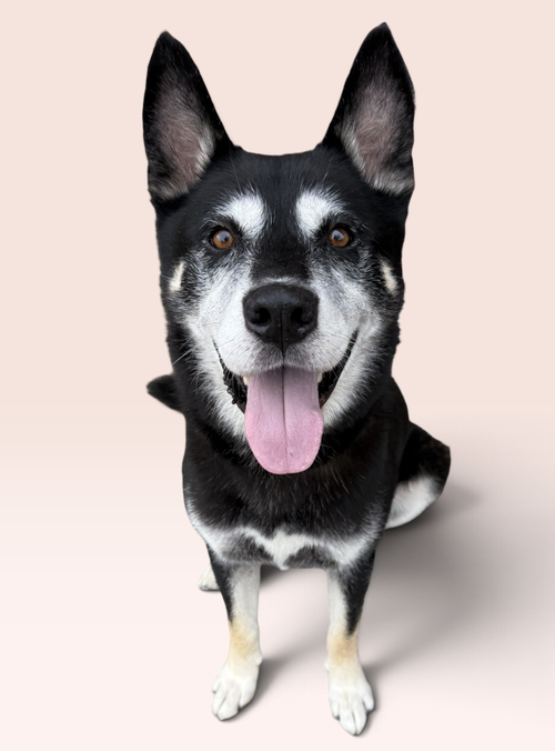 JOSH, a dog for adoption from Petey and Furends
