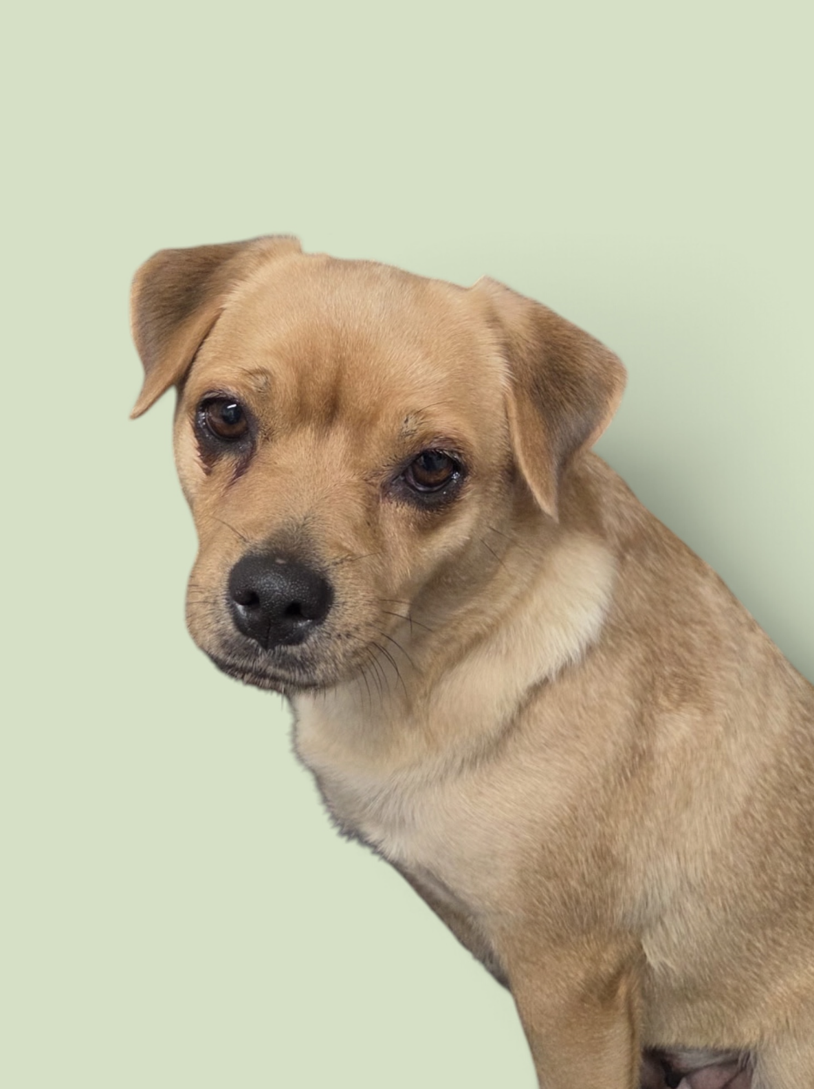 Chica, Pug