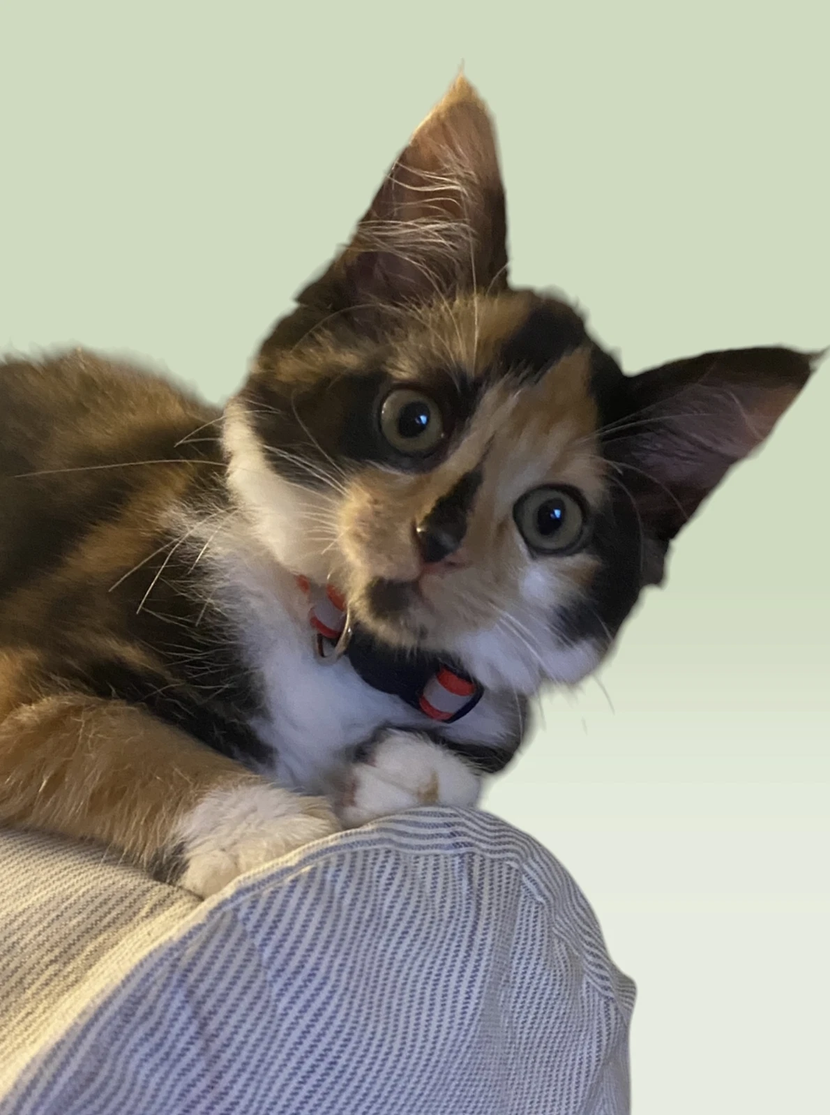 Elvira