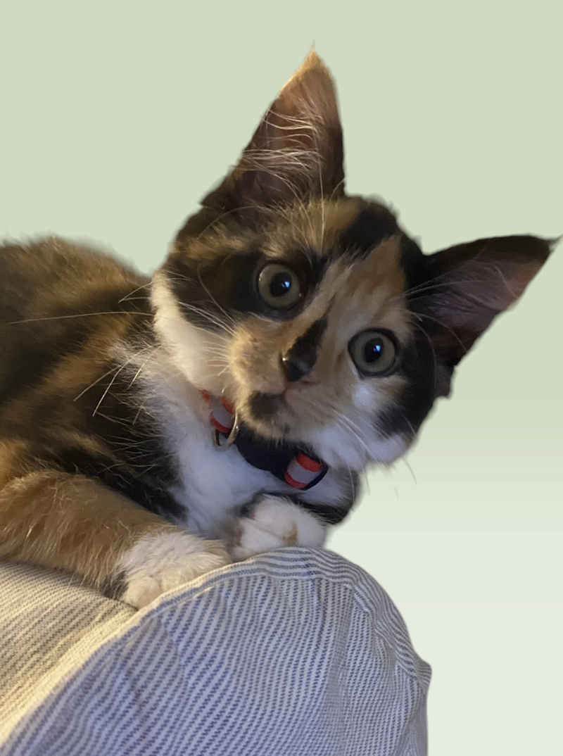 Elvira, a female kitten up for adoption
