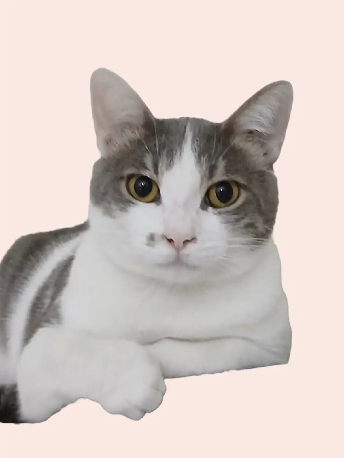 Jennie - Domestic Short Hair