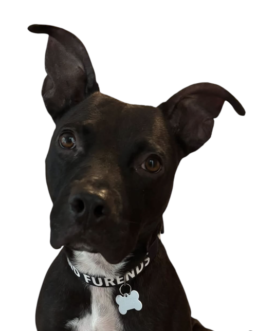 SUMMI, a Pit Bull Terrier / Labrador Retriever / Mixed (short coat) dog for adoption in Rockville, MD, photo 1 of 4