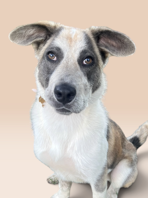 BRYN, a Labrador Retriever / Mixed (short coat) dog for adoption in Rockville, MD, photo 1 of 3