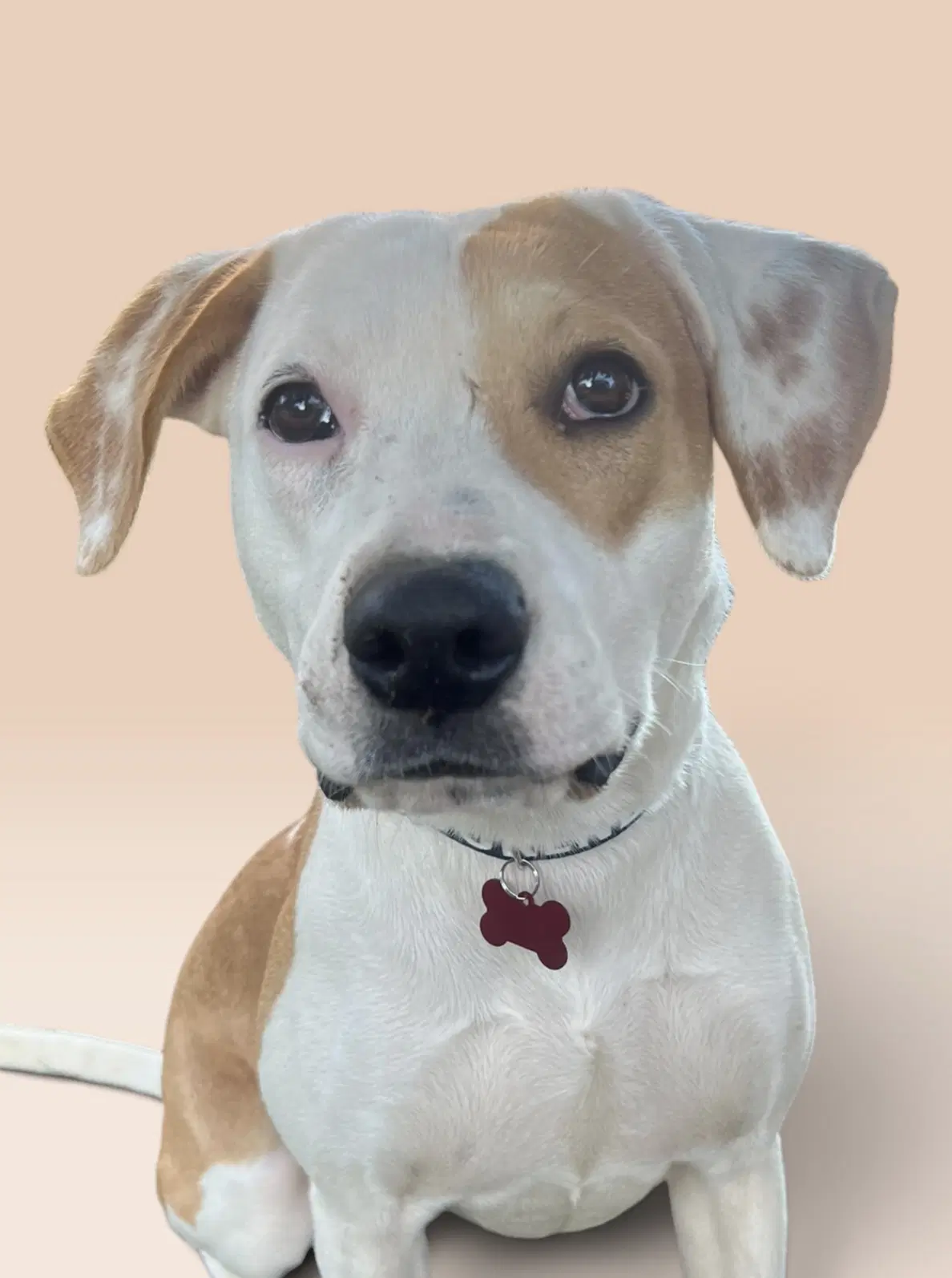 Amber - Labrador Retriever