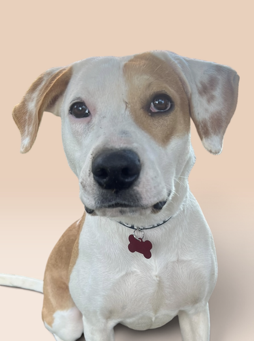 AMBER, a Labrador Retriever / Mixed (short coat) dog for adoption in Rockville, MD, photo 1 of 4