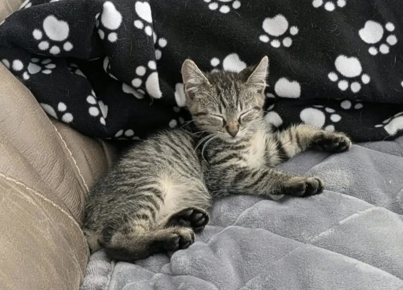 Baba - Domestic Short Hair