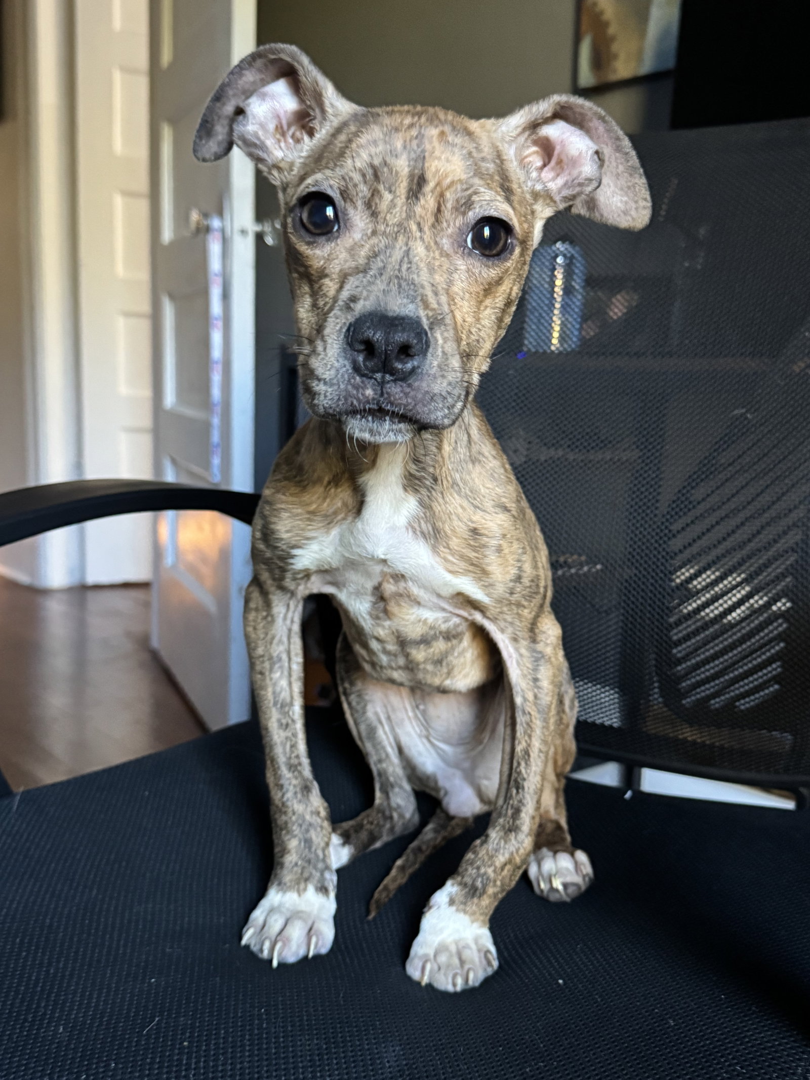 DOBBY, photo 3