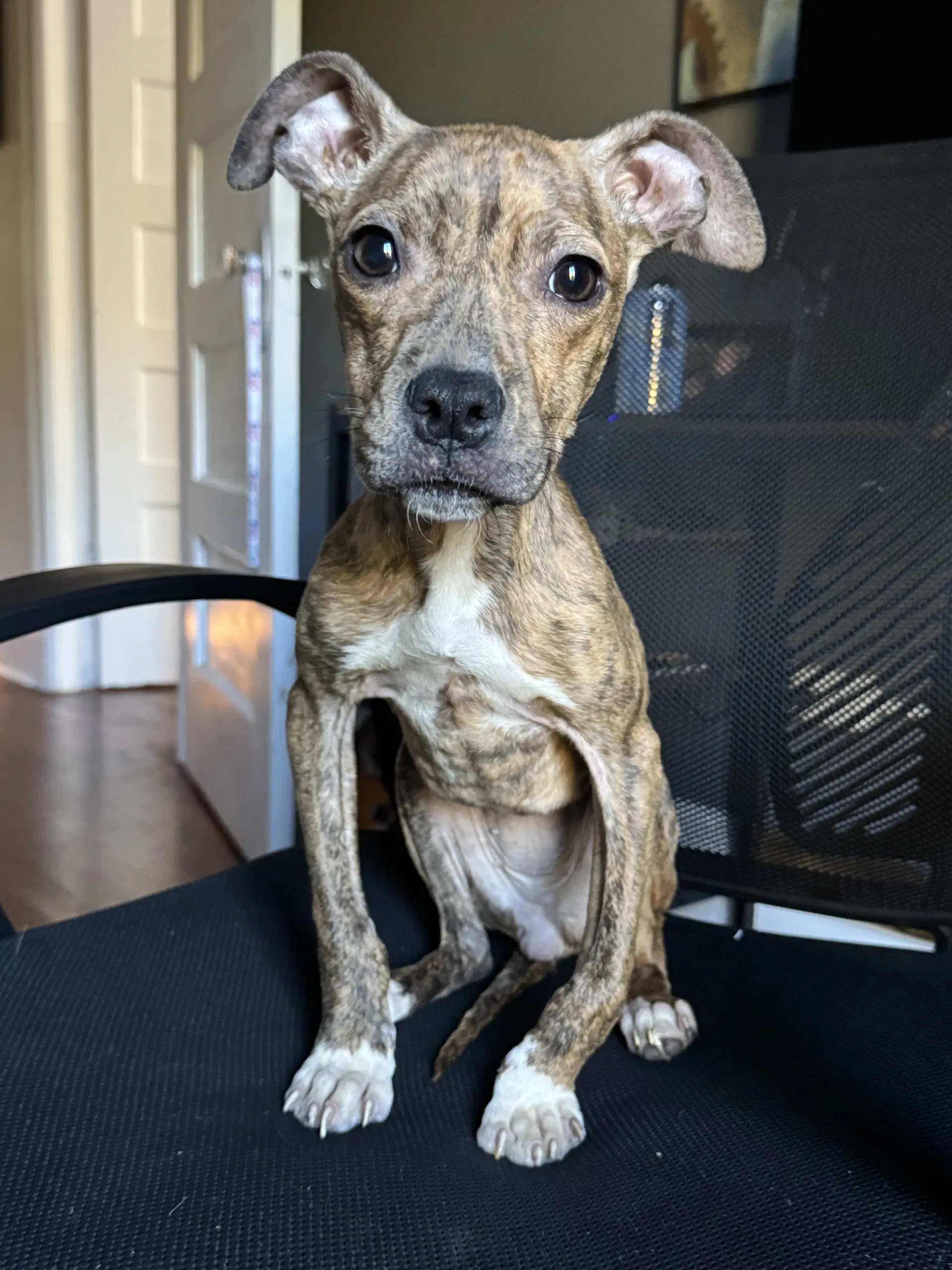 Dobby image 3