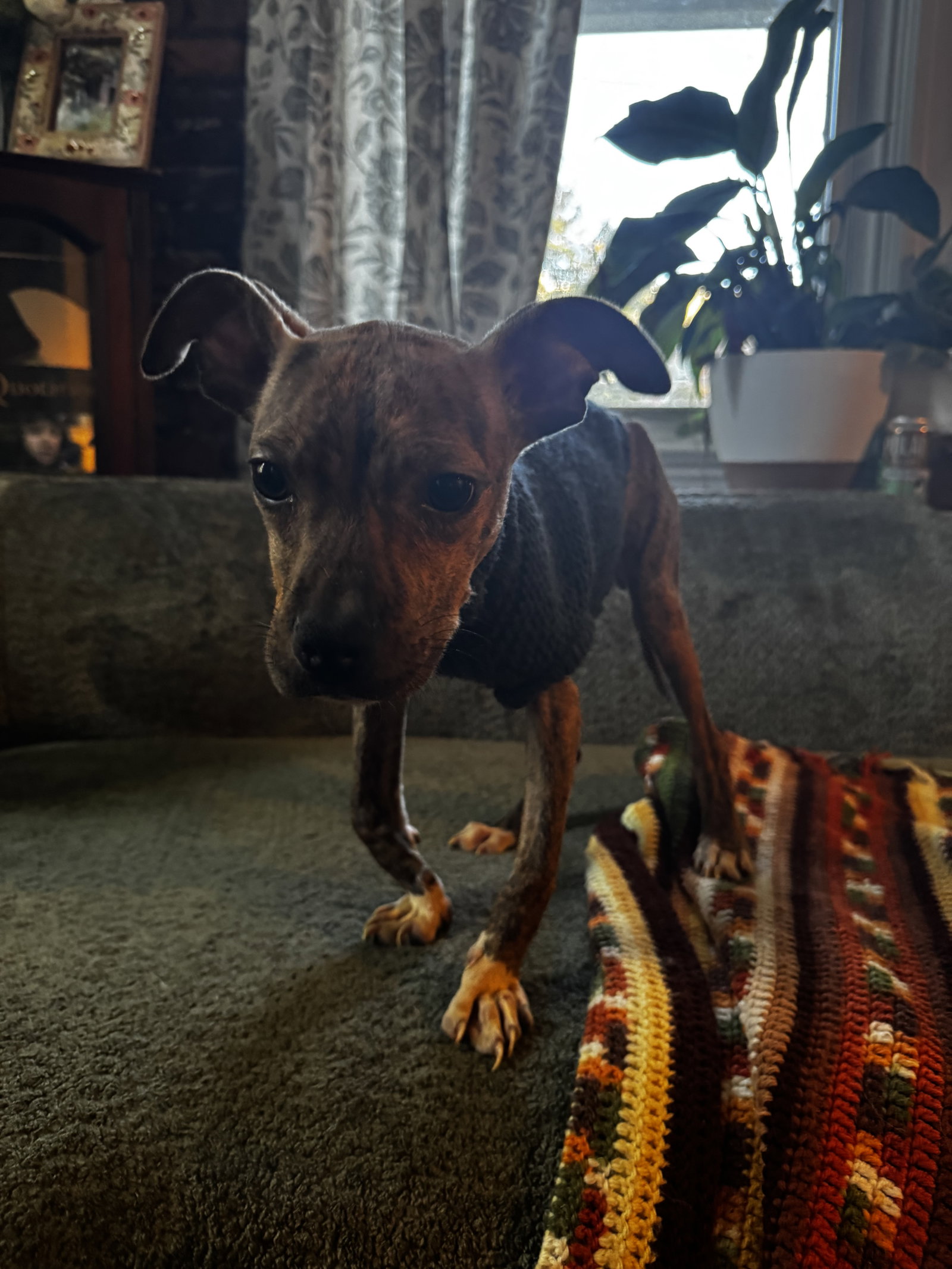DOBBY, photo 4