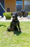 adoptable Dog in marysville, CA named Freya