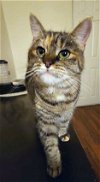 adoptable Cat in yuba city, CA named Nora