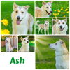 adoptable Dog in  named Ash