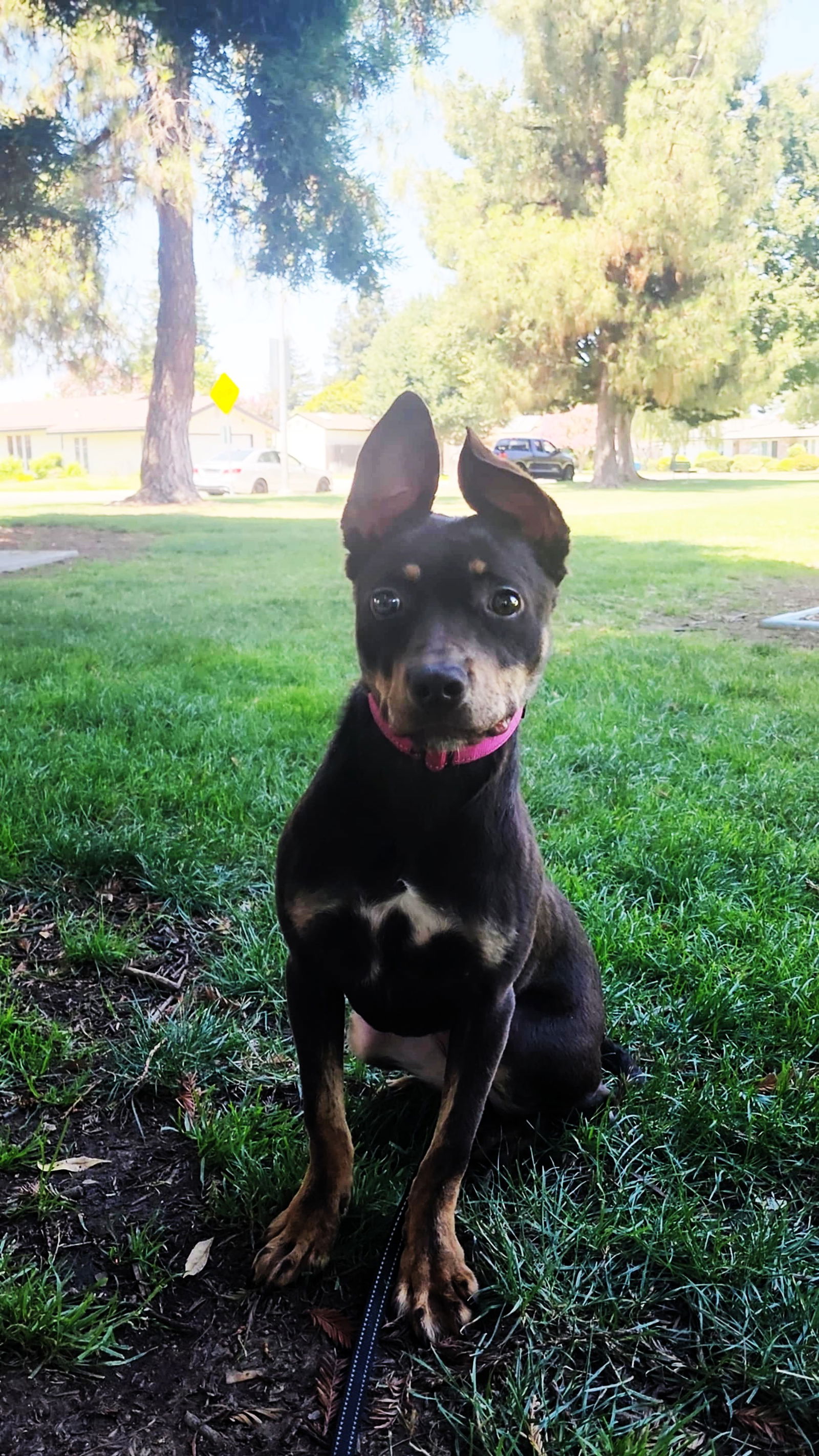 adoptable Dog in Yuba City, CA named Candy