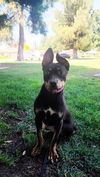 adoptable Dog in  named Candy