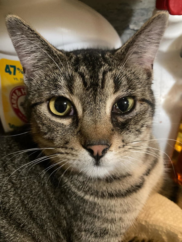 Brewster