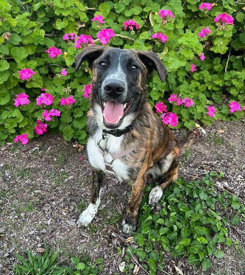 picture of the dog needing adoption