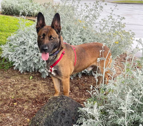 picture of the dog needing adoption