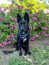 adoptable Dog in  named Hendrix