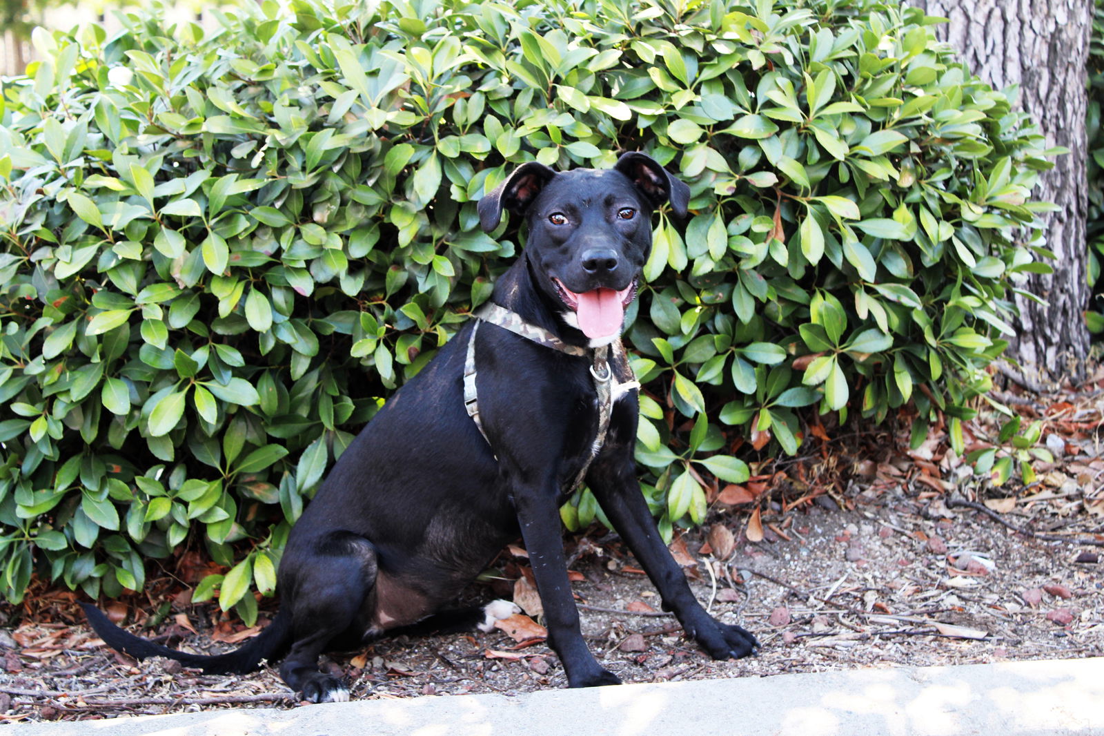 adoptable Dog in Yuba City, CA named Mandy