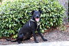 adoptable Dog in  named Mandy