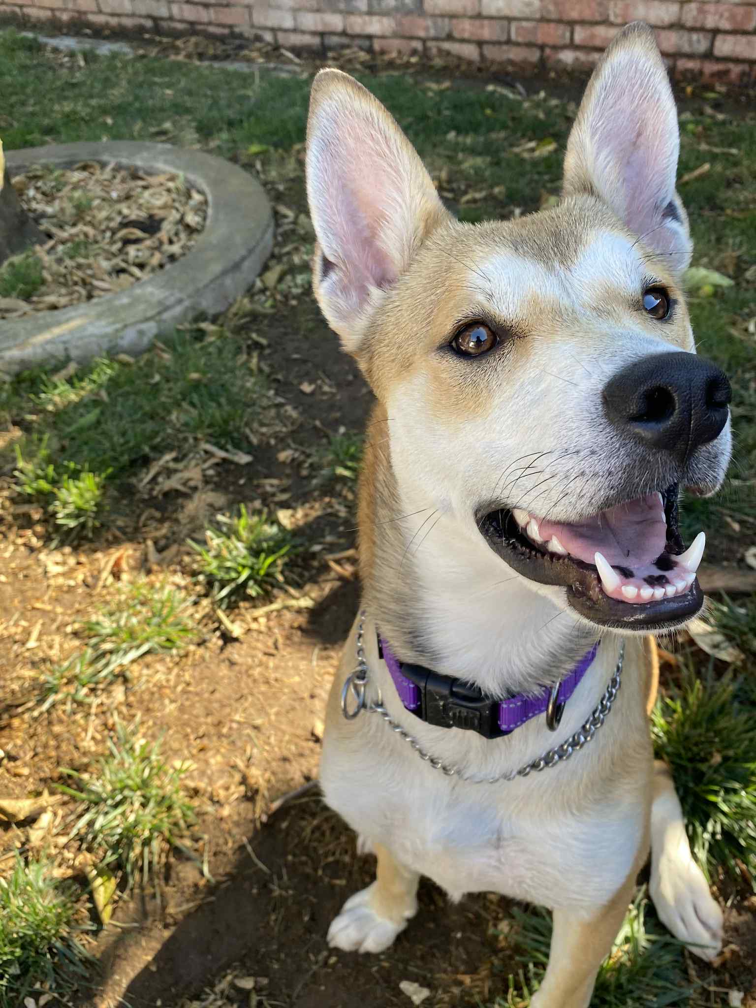 adoptable Dog in Yuba City, CA named Maple