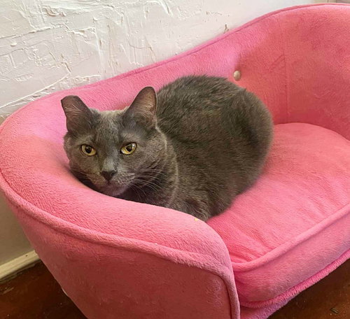 BABY - Domestic Short Hair available for adoption