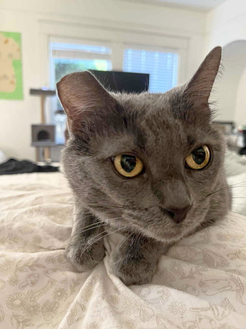 BABY - Domestic Short Hair available for adoption
